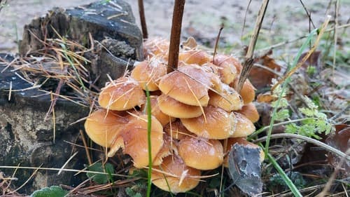 Płomiennica zimowa