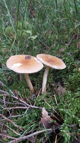 Muchomor rdzawobrązowy