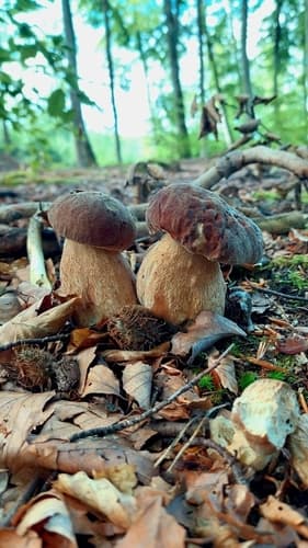 borowik usiatkowany