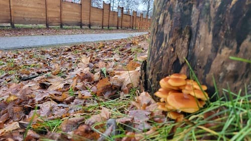 Płomiennica zimowa