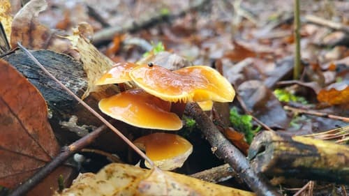 Płomiennica zimowa