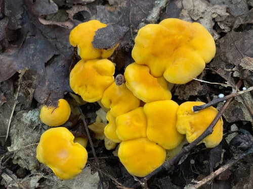 Cantharellus