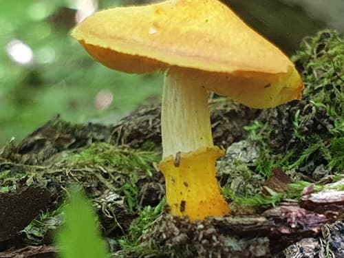 Pluteus fenzlii