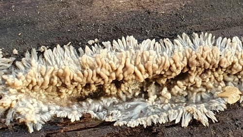 Phlebia rufa