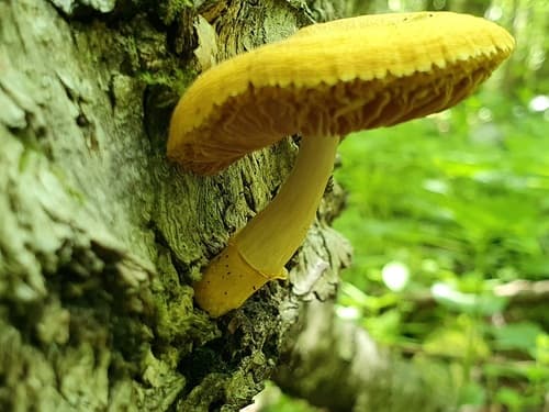 Pluteus fenzlii