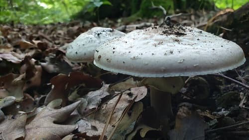 Agaricus impudicus