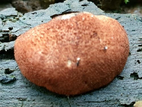 Crepidotus crocophyllus