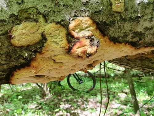Rigidoporus corticola