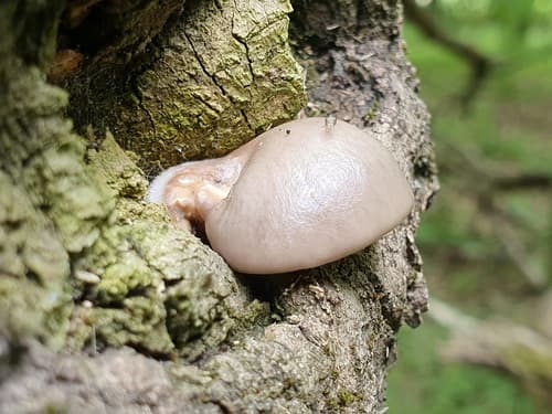 Pleurotus calyptratus