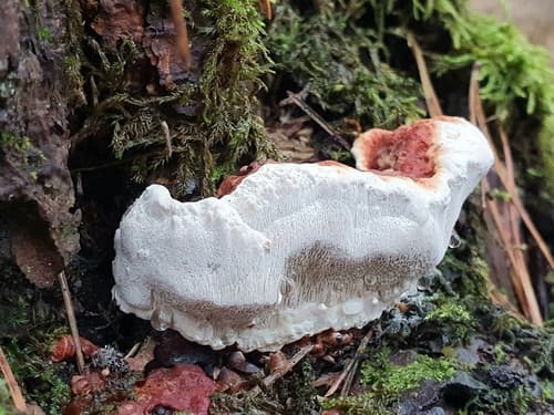 Korzeniowiec wieloletni
