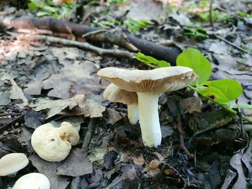 Lactarius acris