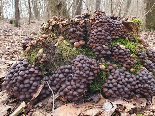 Grzybówka Dzwoneczkowata