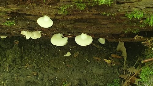 Crepidotus