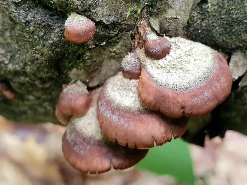 Lentinellus ursinus