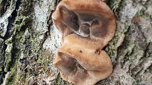 szaroporka odymiona