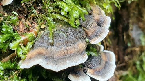 Szaroporka podpalana