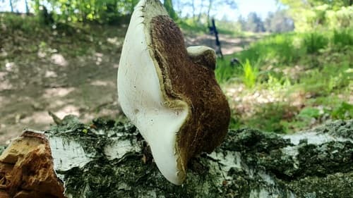 Białoporek brzozowy
