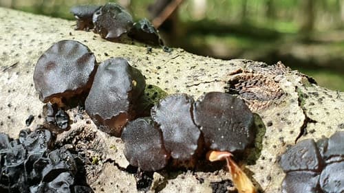Kisielnica trzoneczkowa
