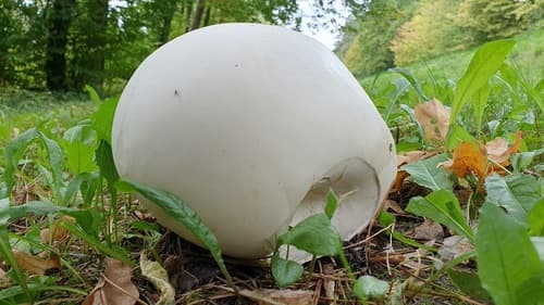 Czasznica olbrzymia