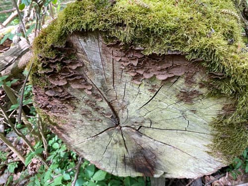 Hymenochaete