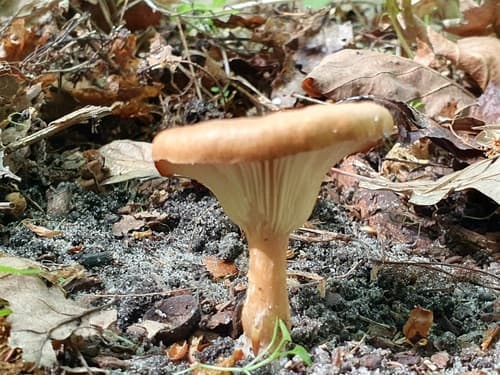 Infundibulicybe squamulosa