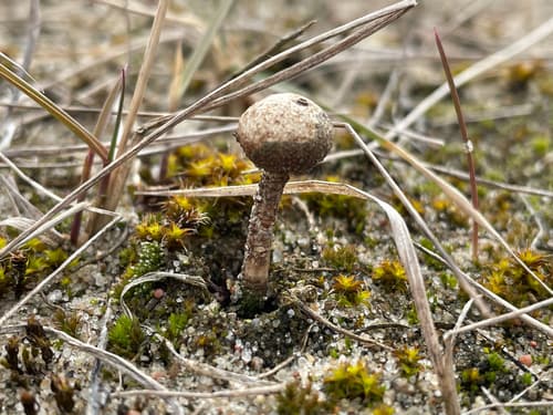 berłóweczka zimowa