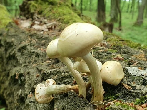 Agrocybe molesta