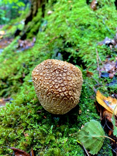 Tęgoskór cytrynowy