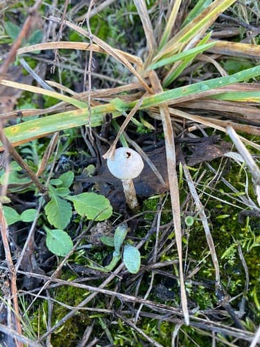 Tulostoma
