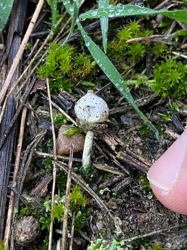 Tulostoma