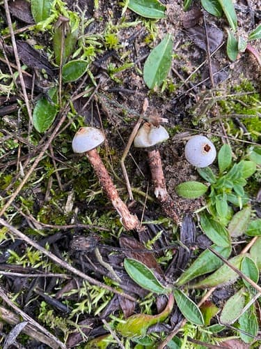 Tulostoma