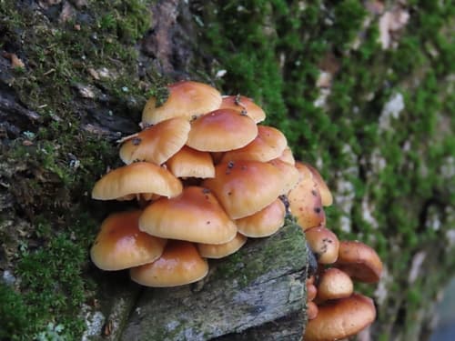Płomiennica zimowa