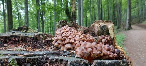 Grzybówka złototrzonowa