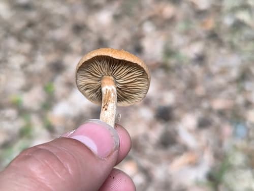 Agaricineae