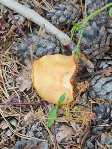 Agaricineae