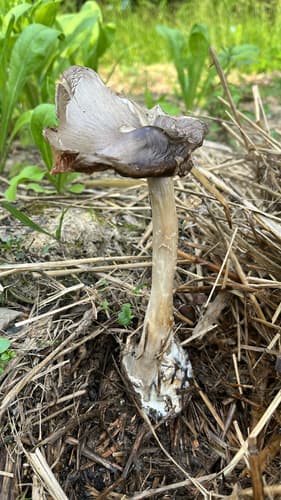 Pluteineae