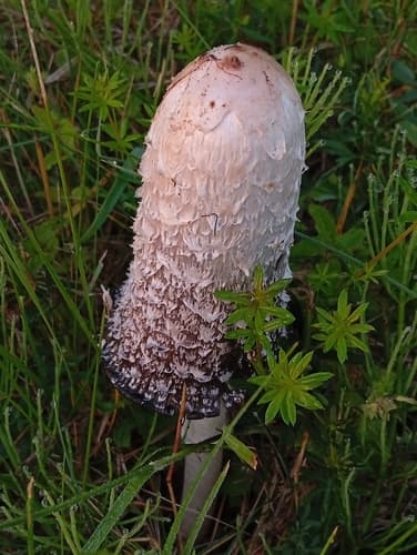 Czernidłak kołpakowaty