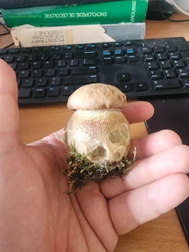 borowik usiatkowany