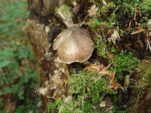 Pluteus pouzarianus