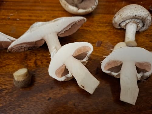 Agaricus