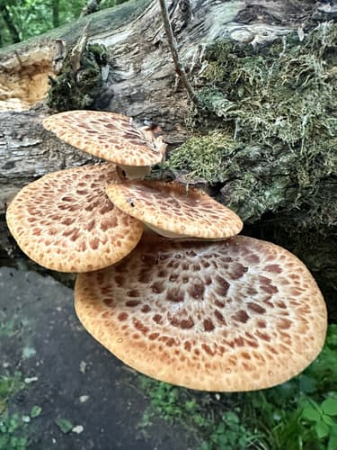Żagiew Łuskowata