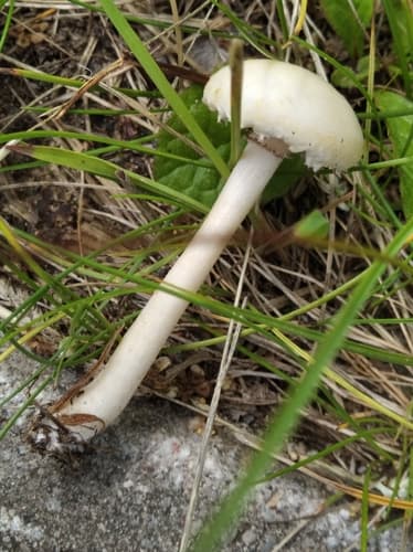 Agrocybe molesta