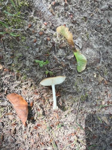 Oudemansiella
