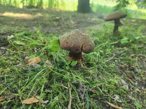 Modroborowik ponury