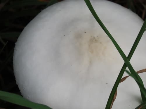 Pieczarka