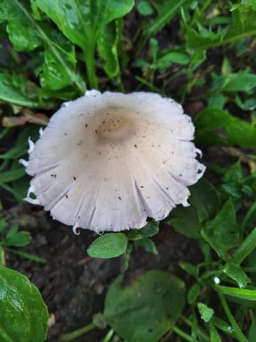 Kruchaweczka zaroślowa