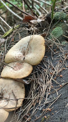 Twardoskórzak łuskowaty