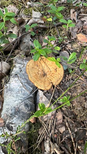 Stułka piaskowa