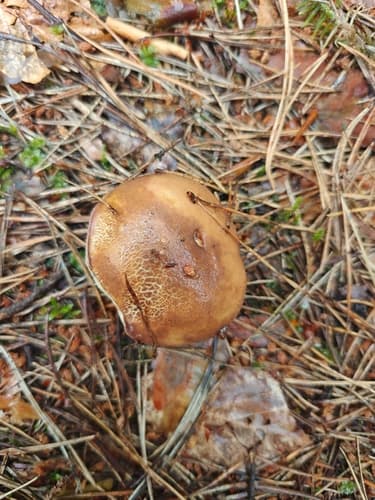 Podgrzybek brunatny