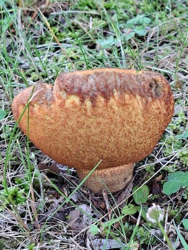 Modroborowik ponury